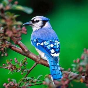 Meet your Posher, Jay